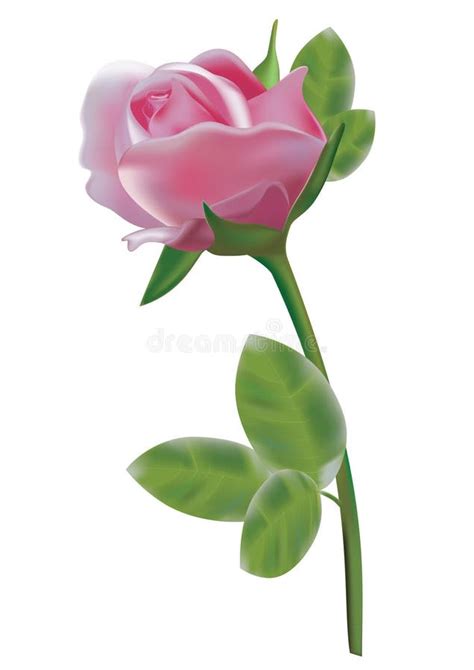 Rose Aisl En Blanco Ilustraci N Del Vector Ilustraci N De Macro