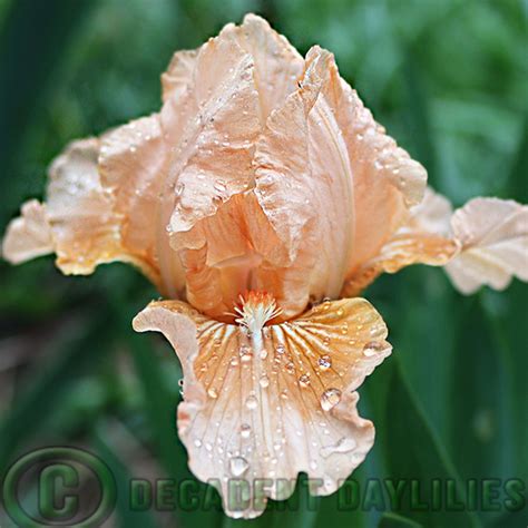 Dwarf Bearded Iris Kiss Me Pink Decadent Daylilies Australia