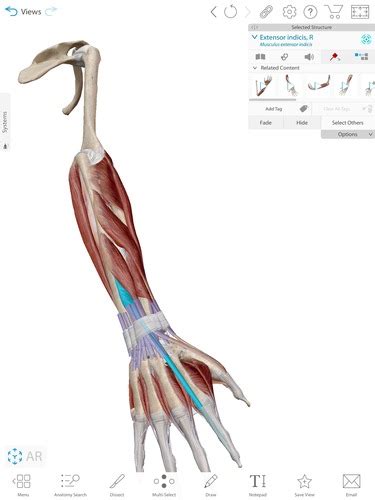 Steadman Hand Wrist And Elbow Flashcards Quizlet