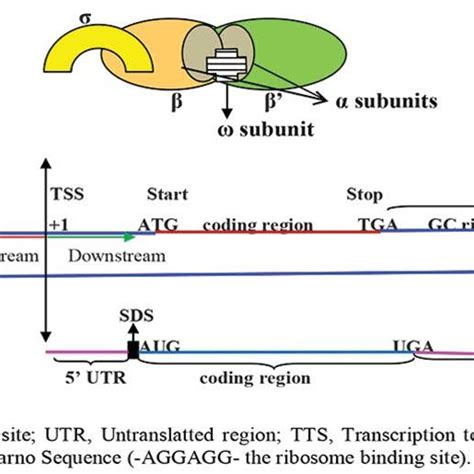 A Schematic Diagram Of A Bacterial Msu Rna Polymerase With Its Download Scientific Diagram