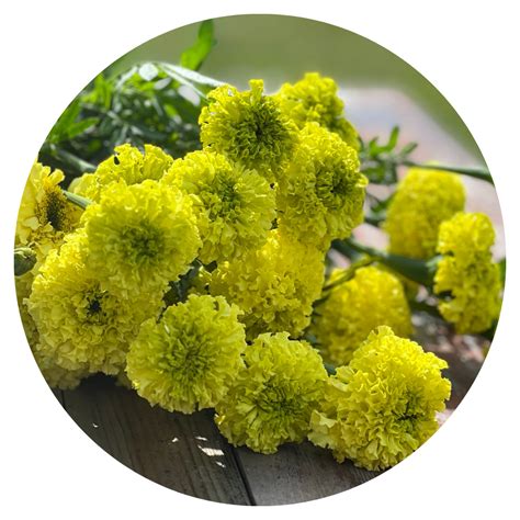 Tagetes Erecta Nosento Limegreen