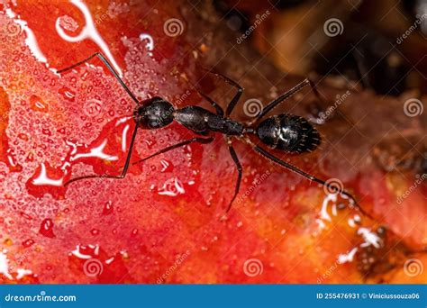 Adult Female Carpenter Ant Stock Image Image Of Arthropod 255476931