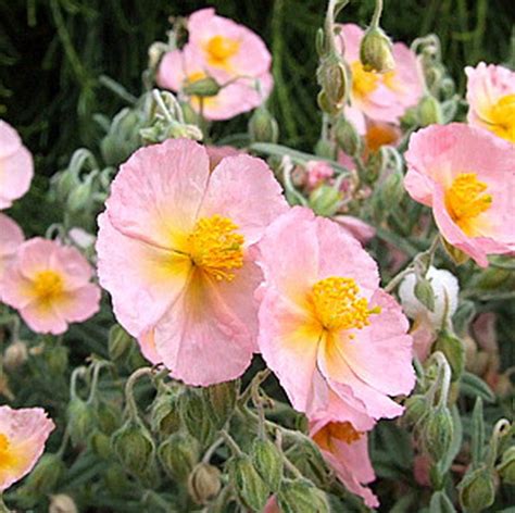 Zonneroosje Wisley Pink Helianthemum Wisley Pink
