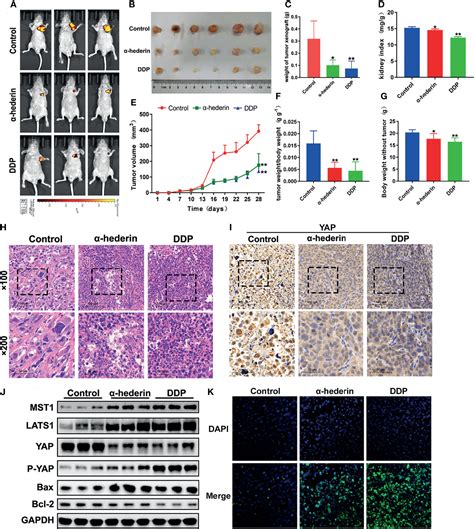 Frontiers Hederin Inhibits The Proliferation Of Hepatocellular