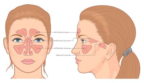 Los Senos Nasales Revelan Detalles De La Evolución Humana Monitorsur