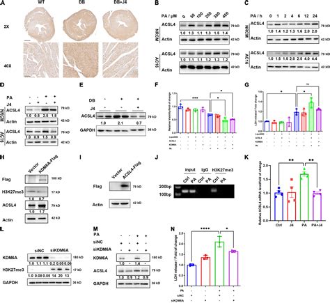 Frontiers GSK J4 A Specific Histone Lysine Demethylase 6A Inhibitor