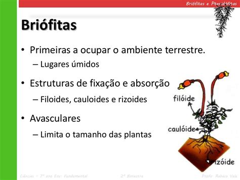 Briófitas E Pteridófitas Exercícios