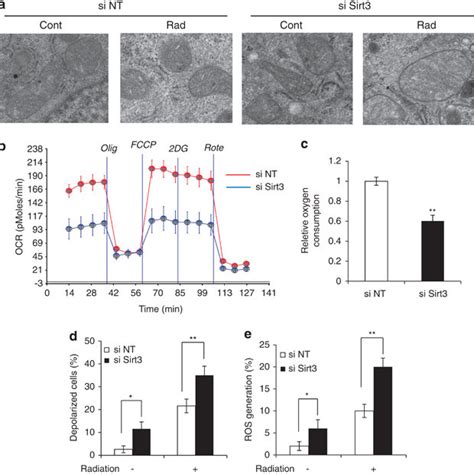 Knockdown Of Sirt Expression Exacerbates The Effects Of Irradiation On