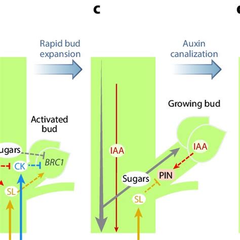 Pdf Genetic Regulation Of Shoot Architecture