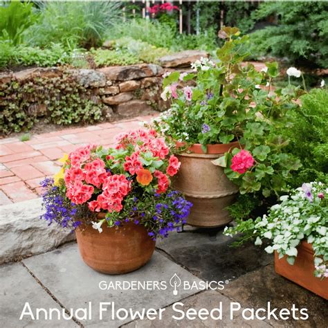 Top Annual Flower Seeds for Planting Create a Stunning Season Display – Gardeners Basics