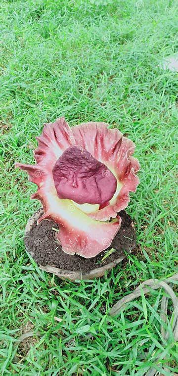 Corpse Flower Which Lives In Indonesian Soilï¿¼ Stock Image Image Of