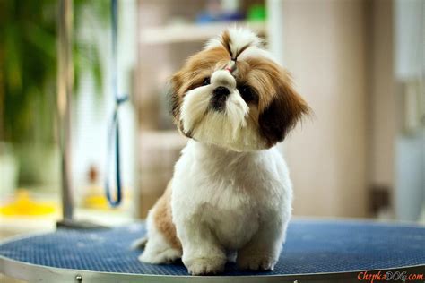 Shih Tzu Wallpapers - Top Free Shih Tzu Backgrounds - WallpaperAccess