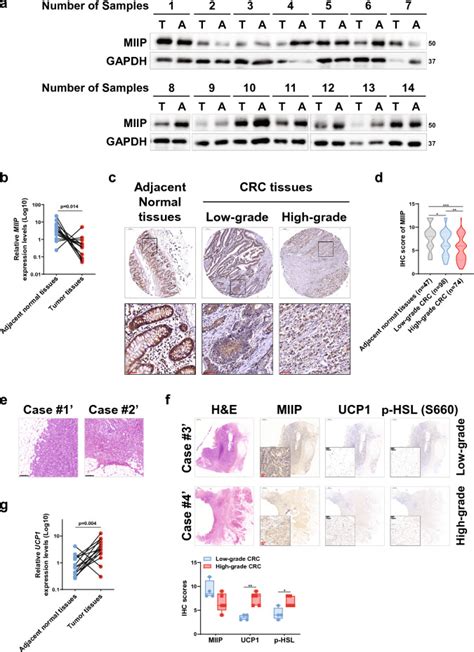 Mouse Ct26 Cell Line ATCC Bioz