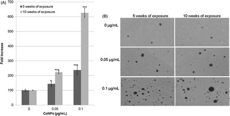 Indirect Soft Agar Colony Formation Assay With Hela Cells And Download Scientific Diagram