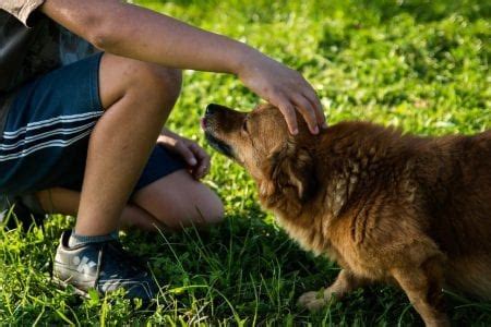 Las mejores razas de perro si tienes niños