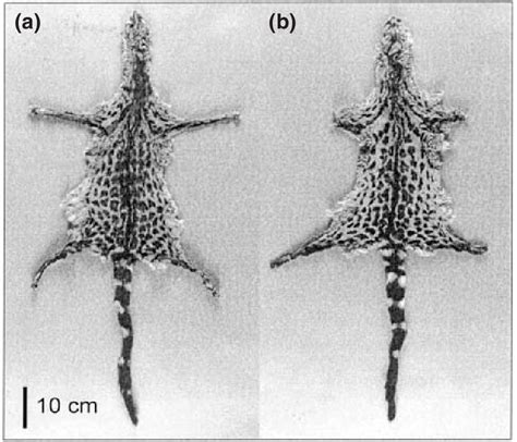 Figure 1 From A Reassessment Of The Distribution Of The Rare Genetta