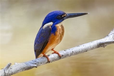 Azure Kingfisher Capture Magazine