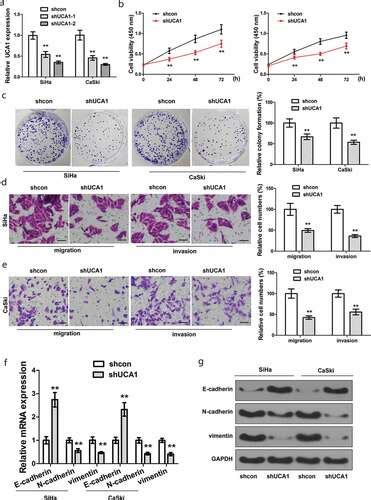 Full Article Long Non Coding Rna Uca1 Upregulates Kif20a Expression To