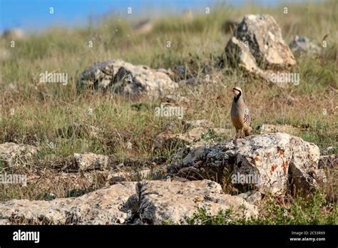 Nature and Partridge. Common bird: Chukar Partridge. Alectoris chukar ...