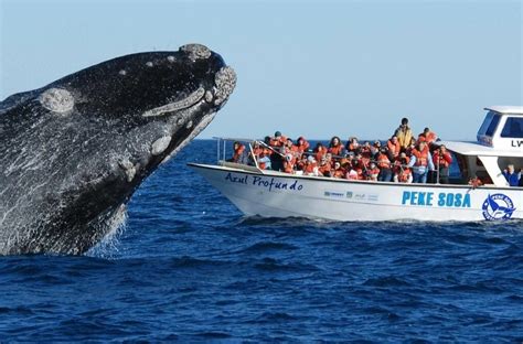 Comienza la temporada de ballenas en la Argentina cuáles son los