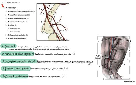 SOLUTION Anatomia Veterin Ria Ii Vasculariza O E Inerva O Membro P