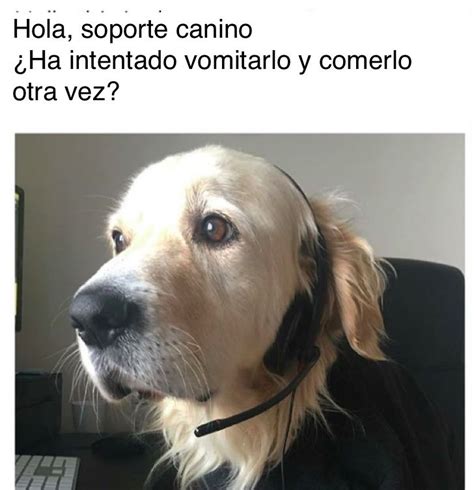 18 Memes De Perros Que Te Harán Sonreír Y Recordarán Los Geniales