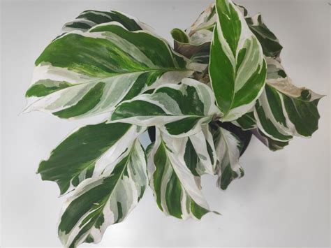 Calathea White Fusion Care Guide