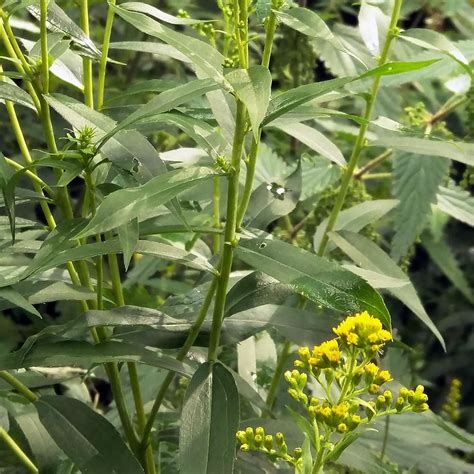 Verge d or du Canada Solidago canadensis Une espèce très florifère