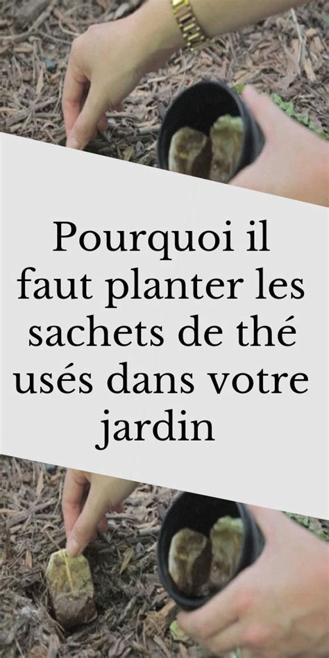 Pourquoi Il Faut Planter Les Sachets De Th Us S Dans Votre Jardin