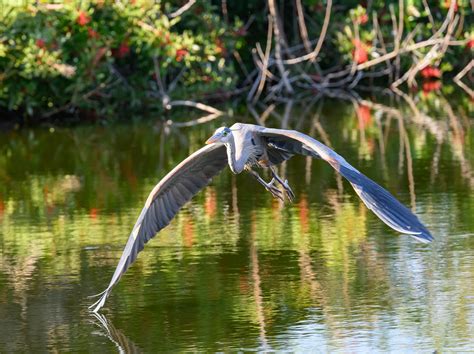 Great Blue Heron Kevin Tyrrell Flickr