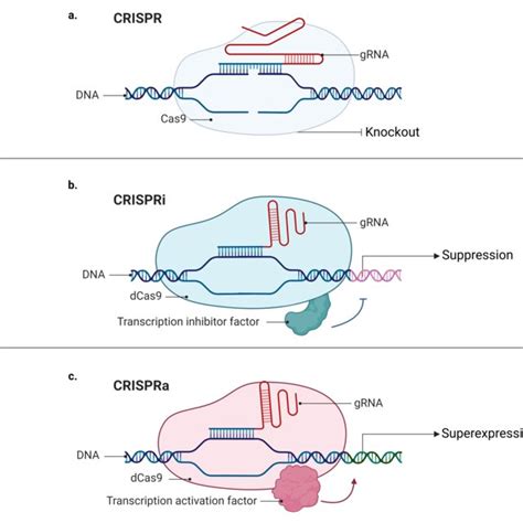 Mechanisms Of CRISPR CRISPRa And CRISPRi A Classic CRISPR