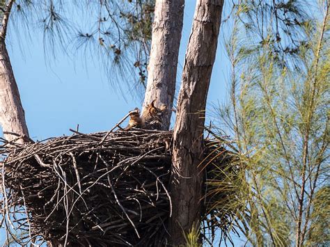 Great Horned Owl Nesting (All You Need To Know) | Birdfact