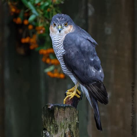 Sparrowhawk 2nd Unsuccessful Visit In A Week Garden Bob Hurrell