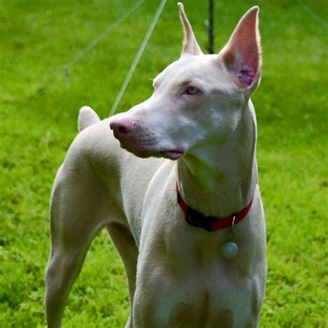 White Doberman Doberman Puppy Training Doberman Breed Doberman