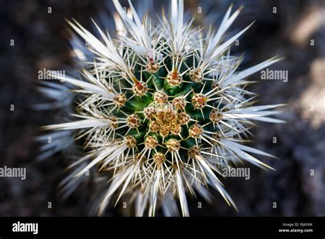 Creeping Devil Cactus High Resolution Stock Photography and Images - Alamy