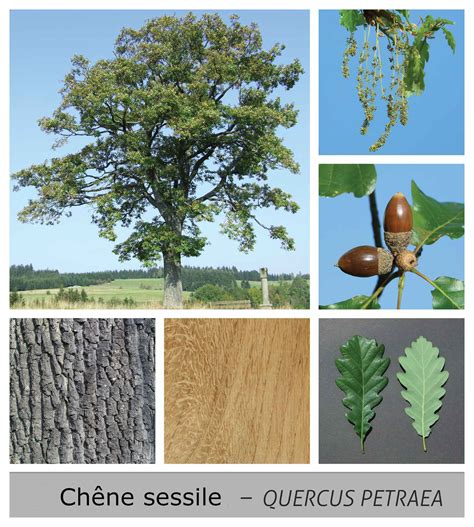 chene sessile quercus petraea plantation  entretien
