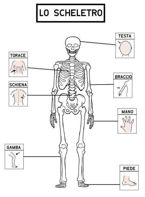 Apparato Scheletrico Sc Elementare Artofit