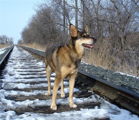 Your Pets in Focus Photo Contest | THE LITTLEST HOBO