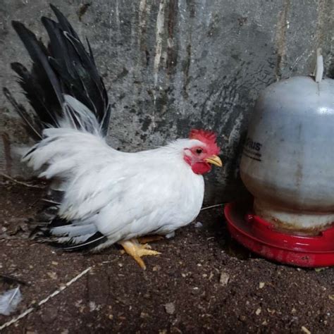 Jual Ayam Kate Dewasa Di Seller Denta Pet Shop Kalibata Kota Jakarta