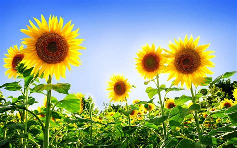 Sunflower Laptop Wallpapers Top Free Sunflower Laptop Backgrounds Wallpaperaccess