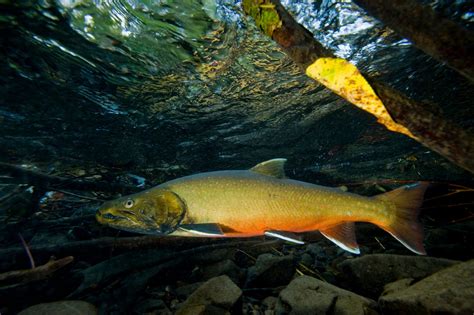 Bull Trout Salvelinus Confluentus Joel Sartore