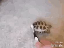 Funny Turtle GIFs | Tenor