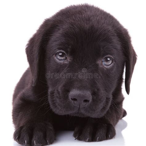 Perro De Perrito Negro Del Labrador Retriever Que Mira En La C Mara