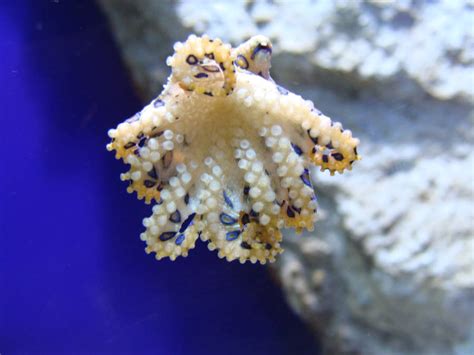 The Blue-Ringed Octopus: Tiny, Adorable, And Deceptively Lethal