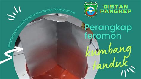 Pembuatan Perangkap Feromon Kumbang Tanduk Pada Tanaman Kelapa YouTube