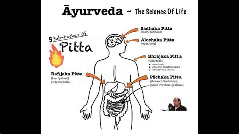 Yurveda Introduction To Pitta Sub Doshas Youtube