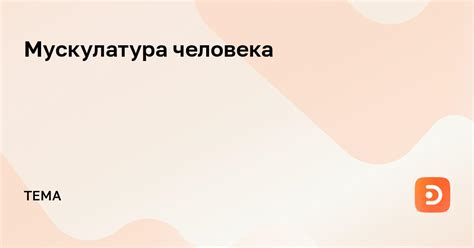 Мускулатура человека — статьи и ответы специалистов на ddoctors.ru
