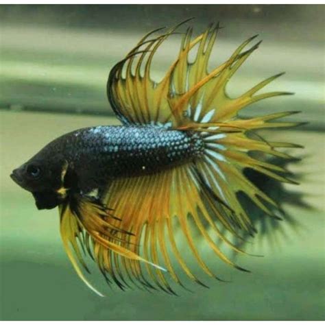 Jual Ikan Cupang Serit Ct Crown Tail Murah Bonus Pakan Shopee Indonesia