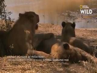 La répartition des responsabilités entre lions et lionnes Videos Droles