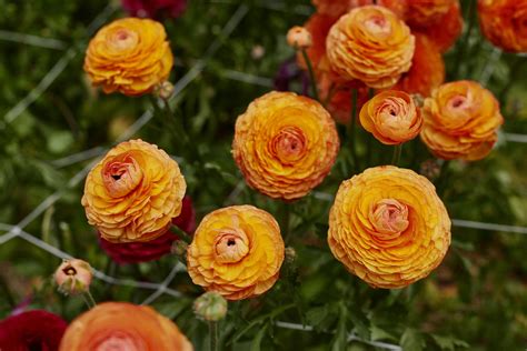 How To Grow Ranunculus Flowers From Corms Veggie And Flower Garden Seeds